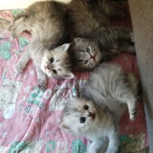 Perser Kitten geimpft und entwurmt