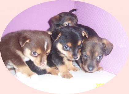 Habe 4 Yorkshire-Chihuahua Mischlingswelpen abzugeben. Es sind 3 Rüden und ein We