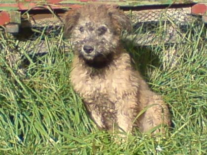 Ungarischer Hütehund Vom Regenbogen-Berg VDH/FCI
