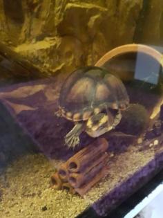 Wasserschildkröte Kinosternon leucostomum postinguinale
