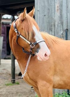 Quarter Horse Stute, 2 jährig