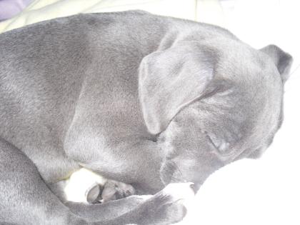 Blue pitbull erst 9 wochen alt