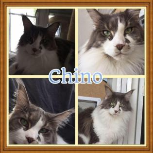 Blue-White Maine Coon Deckkater o. Papiere