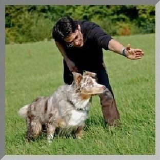 Hundephysiotherapie, mobile Hundeschule, Problemhundetherapie, Fotoshootings