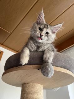 Maine Coon Kitten black silver torbie und red silver sehr hell mit Stammbaum