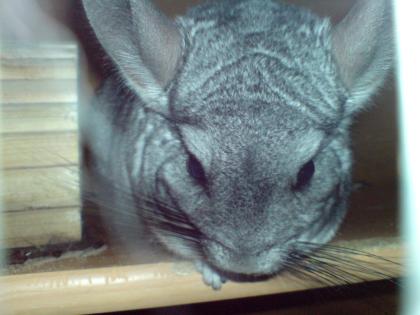 Einsamer Liebenswürdiges Chinchilla männchen abzugeben