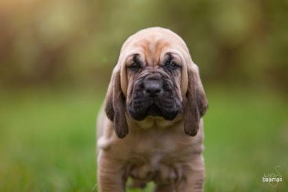 Bloodhound Welpen reinrassig mit Papiere / keine Inzucht Inzest Verpaarung
