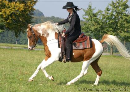 Araber Pinto Deckhengst 93 AV Anteil, Fuchsschecke