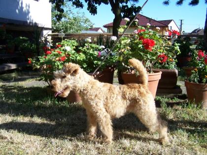Lakeland Terrier Welpen