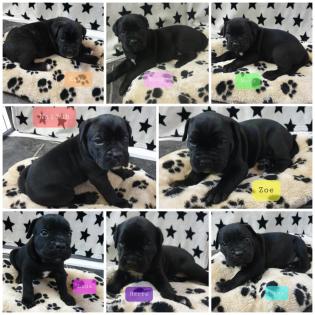 Zürich Süsse Cane Corso Welpen suchen Lebensplatz