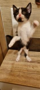 Katzenbabys ab Mitte September abzugeben