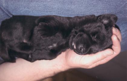 Schöne Labradorwelpen in blond, braun, schwarz zu verkaufen
