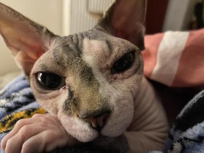 Sphynx Zwillinge 6 Jahre