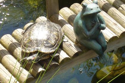 Suche weibliche Schmuckschildkröten für artgerechte Teichhaltung