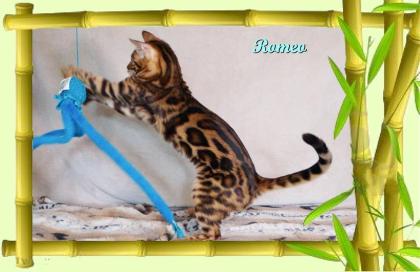 Exklusiver und pfiffiger Bengal Kater, Donat Rosetten, Eyecatcher, unkastriert