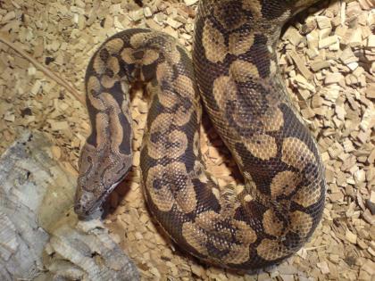 Tausche oder verkaufe 1. 0 Acrantophis dumerili mit Papieren