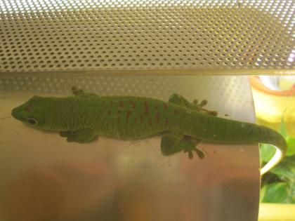 1. 0 Phelsuma Madagascariensis Grandis, eigene NZ