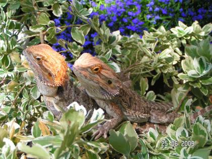 Bartagamenpärchen 4 u. 3 Jhr. auch einzeln mit o. ohne Terrarium