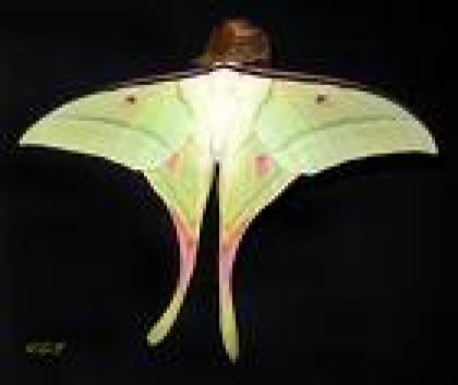 Kennen Sie ACTIAS