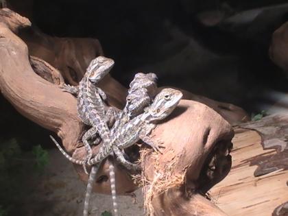 Bartagamen Babys aus privater Zucht zu verkaufen