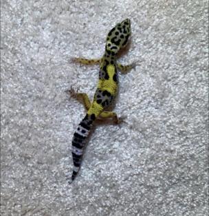 Leopardgeckos