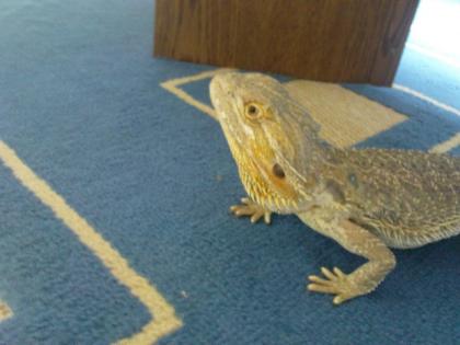 Suche Reptilien Eier, möglichst von Bartagamen aber auch von anderen Reptilien