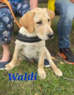 Unsere süßen Labrador Welpen