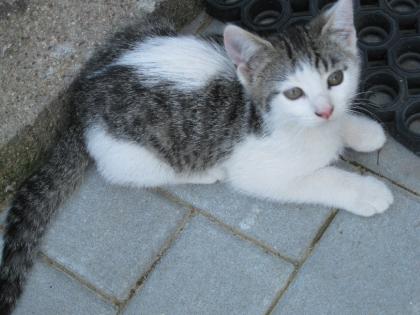 Der süsse Max sucht ein neues Zuhause