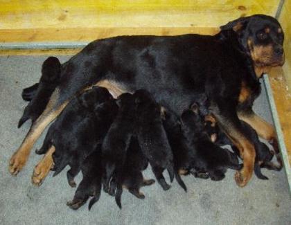 Rottweiler-Welpen zu verkaufen
