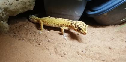 2 Leopardgecko Damen mit Terrarium