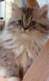Perserkater Perserbaby