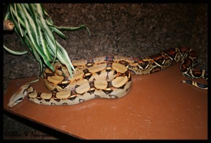NZ09 Boa c imperator CostaRica 100 reinrassig