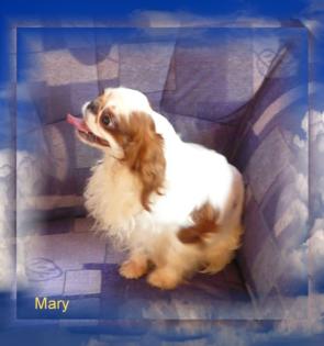 Mary sucht ein Zuhause.