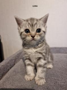 BKH Kitten mit Europa Champions im Stammbaum