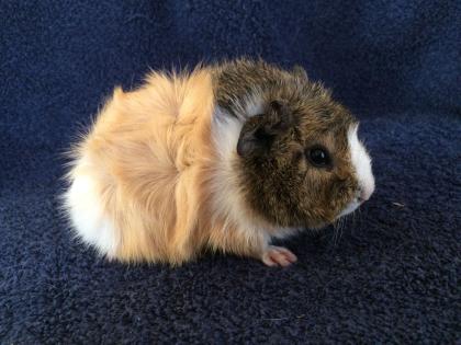 Zwergkaninchen und Meerschweinchen aus langjähriger Hobbyzucht