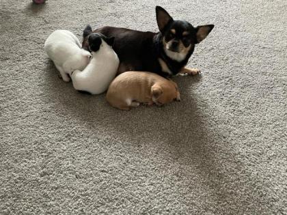 Chihuahua Welpen 3 Rüden Reinrassig