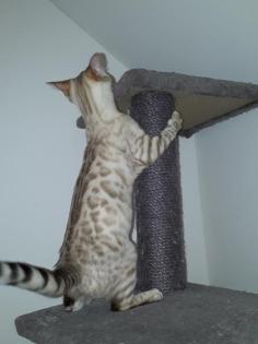 Bengal Snow Lynx/Mink Weibchen