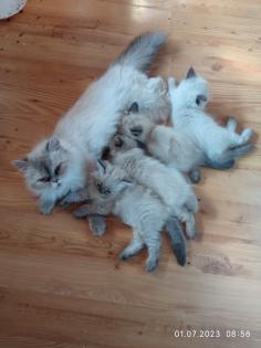 Ragdoll -Persermischlinge