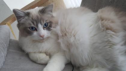 Ragdoll Traumkater sucht neues Zuhause auf Lebenszeit.