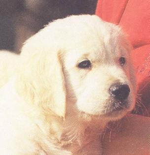Golden Retriever Welpen mit Papieren