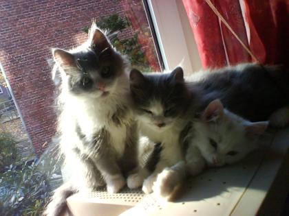 3 süße Perser-Angora Katzenbabys zu verkaufen