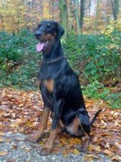 Dobermann Rüde zu verkaufen