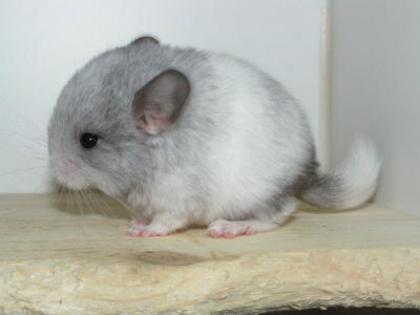 Chinchillas ab zu geben wegen zucht verkleinerung