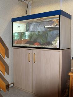 Wegen Platzmangel komplettes Aquaterrarium mit Molchen zu verkaufel
