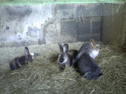 Kaninchen und Hühner