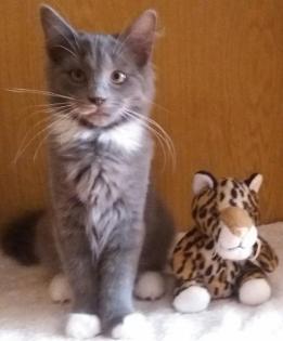 Norwegische Waldkatze - zauberhafte Kätzchen