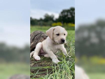 Amerikanische Bulldogge X Golden Retriever Mix welpen