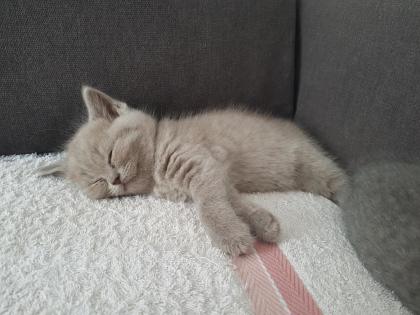 BKH Kitten mit Stammbaum