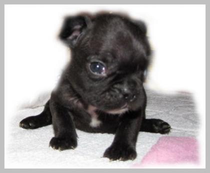 Frenchie Welpen