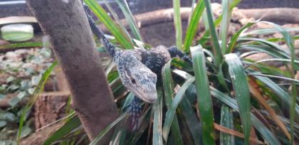 Varanus macraei DNZ